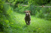 Picture of yellow labrador retriever running in a natural scenery