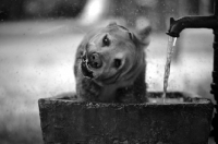 Picture of yellow labrador retriever shaking off water while in a fountain