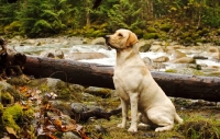 Picture of yellow Labrador Retriever, side view