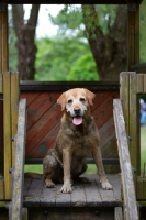 Picture of yellow labrador retriever sitting in a children playground