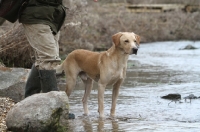Picture of yellow Labrador Retriever standing on water