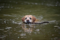 Picture of yellow labrador retriever swimming with a stick in his mouth