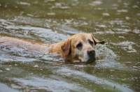 Picture of yellow labrador retriever swimming in a pond