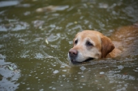 Picture of yellow labrador retriever swimming