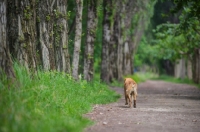 Picture of yellow labrador retriever walking on a path in a forest