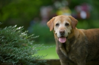 Picture of yellow labrador retriever wet and dirty