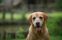 Picture of yellow labrador retriever, wet