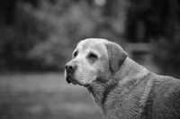 Picture of yellow labrador retriever with serious face