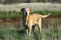 Picture of Yellow Labrador Retriever