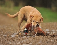 Picture of yellow labrador retrieving a cock pheasant from ploughed field on a driven shoot