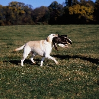 Picture of yellow labrador retrieving duck