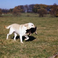 Picture of yellow labrador retrieving duck