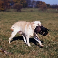 Picture of yellow labrador retrieving duck
