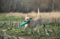 Picture of yellow labrador retrieving dummy