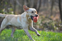 Picture of yellow labrador retrieving dummy