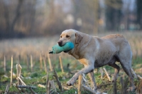 Picture of yellow labrador retrieving dummy