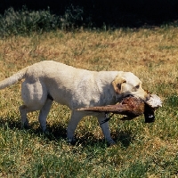 Picture of yellow labrador retrieving pheasant