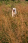 Picture of yellow labrador running toward camera in tall grass