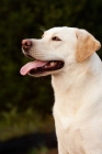 Picture of yellow labrador, side view