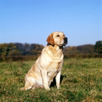 Picture of yellow labrador sitting in field