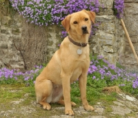 Picture of yellow Labrador sitting near flowers