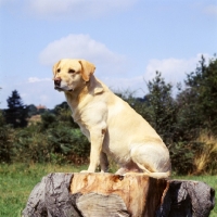 Picture of yellow labrador sitting on tree stump