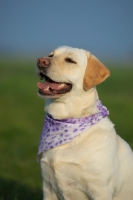 Picture of yellow labrador smiling and wearing a bandana