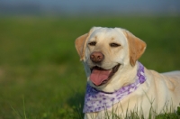 Picture of yellow labrador smiling and wearing a bandana