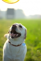 Picture of yellow labrador smiling 