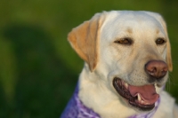 Picture of yellow labrador smiling