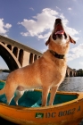 Picture of yellow labrador standing in canoe looking up