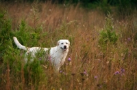 Picture of yellow labrador standing in field, side view