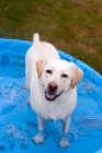 Picture of yellow labrador standing in pool
