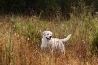 Picture of yellow labrador standing in tall grass