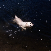 Picture of yellow labrador swimming