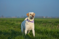 Picture of yellow labrador waiting