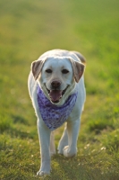 Picture of yellow labrador wearing a bandana walking in a field