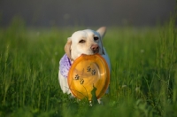 Picture of yellow labrador with orange frisbee