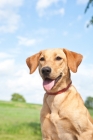 Picture of yellow Labrador