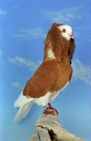 Picture of yellow Old Dutch Capuchione pigeon