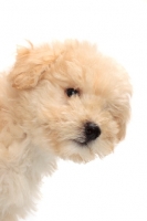 Picture of yellow Puli puppy on white background, portrait