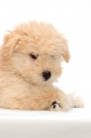 Picture of yellow Puli puppy on white background