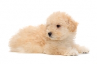 Picture of yellow Puli puppy on white background, lying down