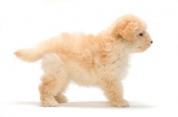 Picture of yellow Puli puppy on white background, side view