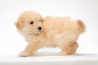 Picture of yellow Puli puppy on white background