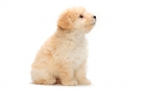 Picture of yellow Puli puppy sitting on white background