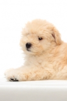 Picture of yellow Puli puppy 