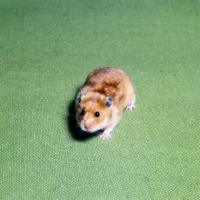 Picture of yellow satin hamster