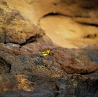 Picture of yellow warbler on lava, santa cruz island, galapagos islands