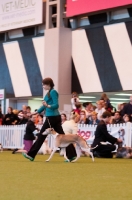 Picture of YKC 17-24 Handling competition Terrier & Hound group at Crufts 2012